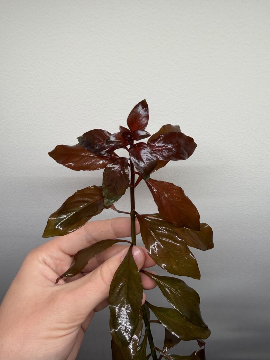 Ludwigia repens aquarium stem plant