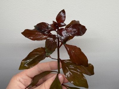 Ludwigia repens aquarium stem plant