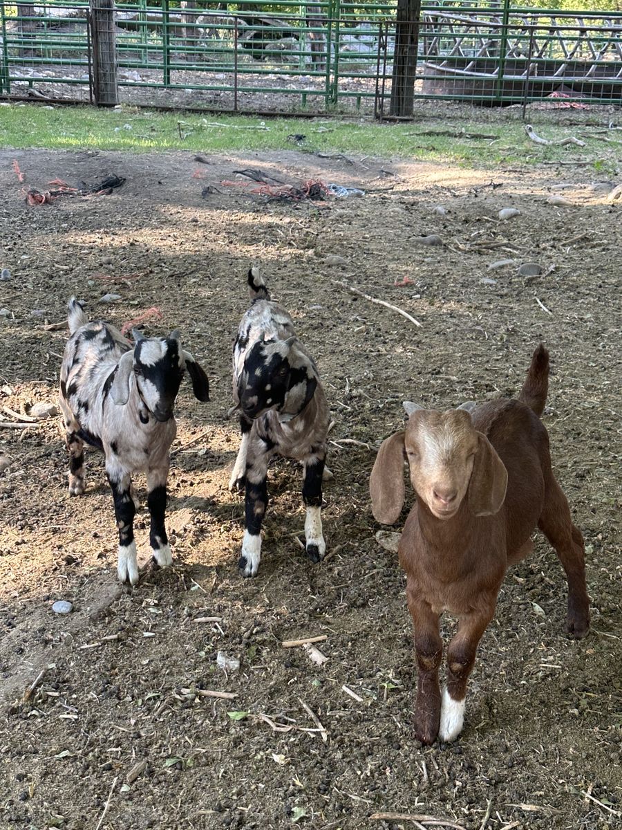 Dappled Boer Billies