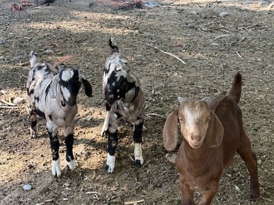 Dappled Boer Billies