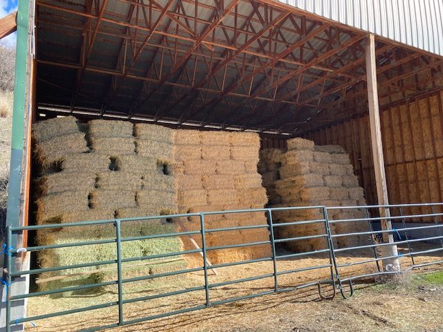 Alfalfa Hay small bales for sale