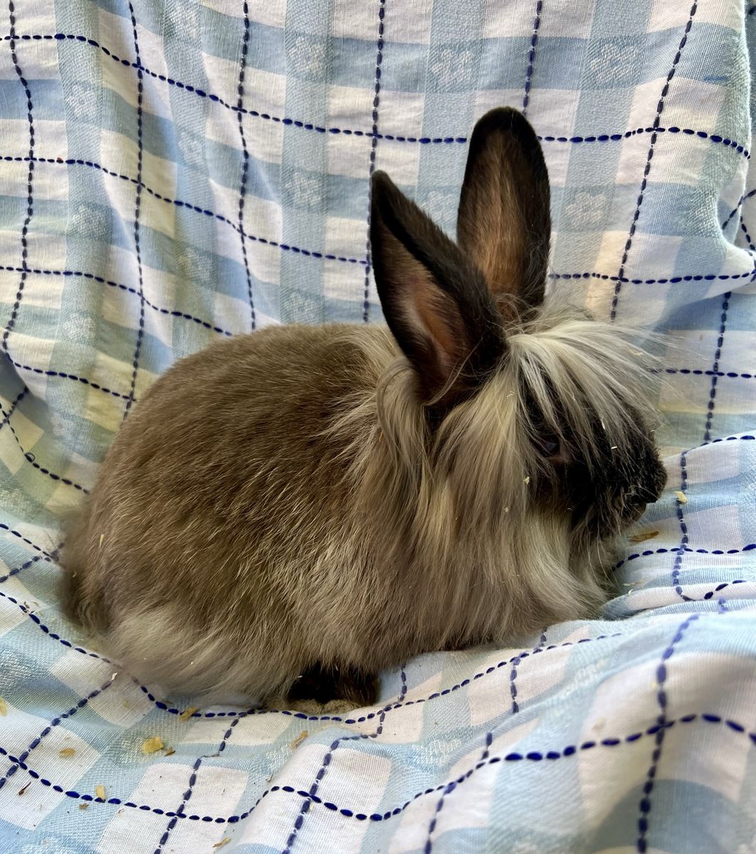 Beautiful Lionhead Male