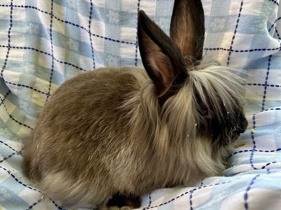 Beautiful Lionhead Male