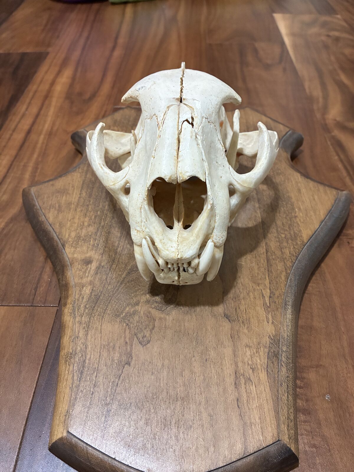 Mounted Cougar Skull