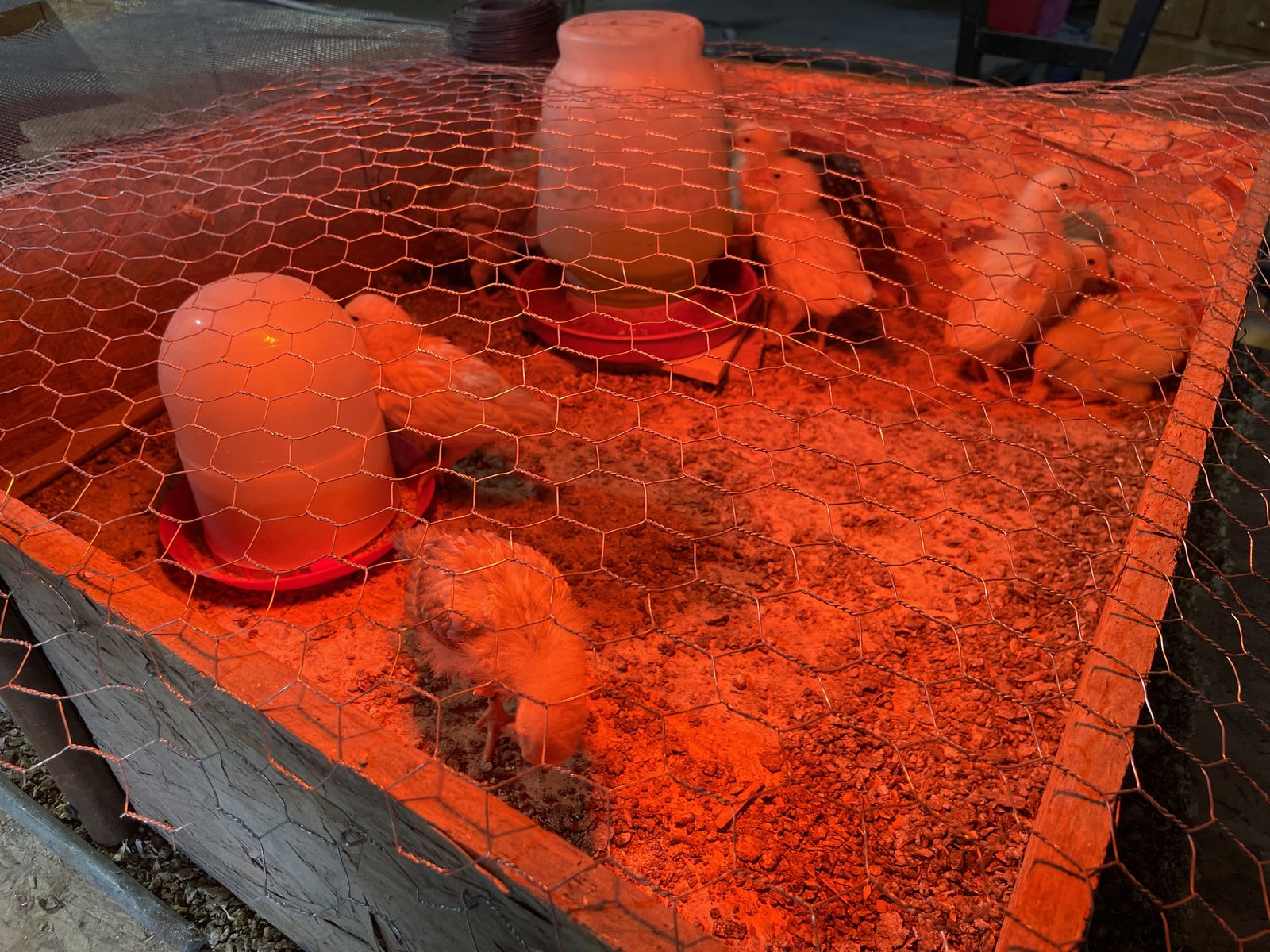 3 Week Old Leghorn Cross Chicks