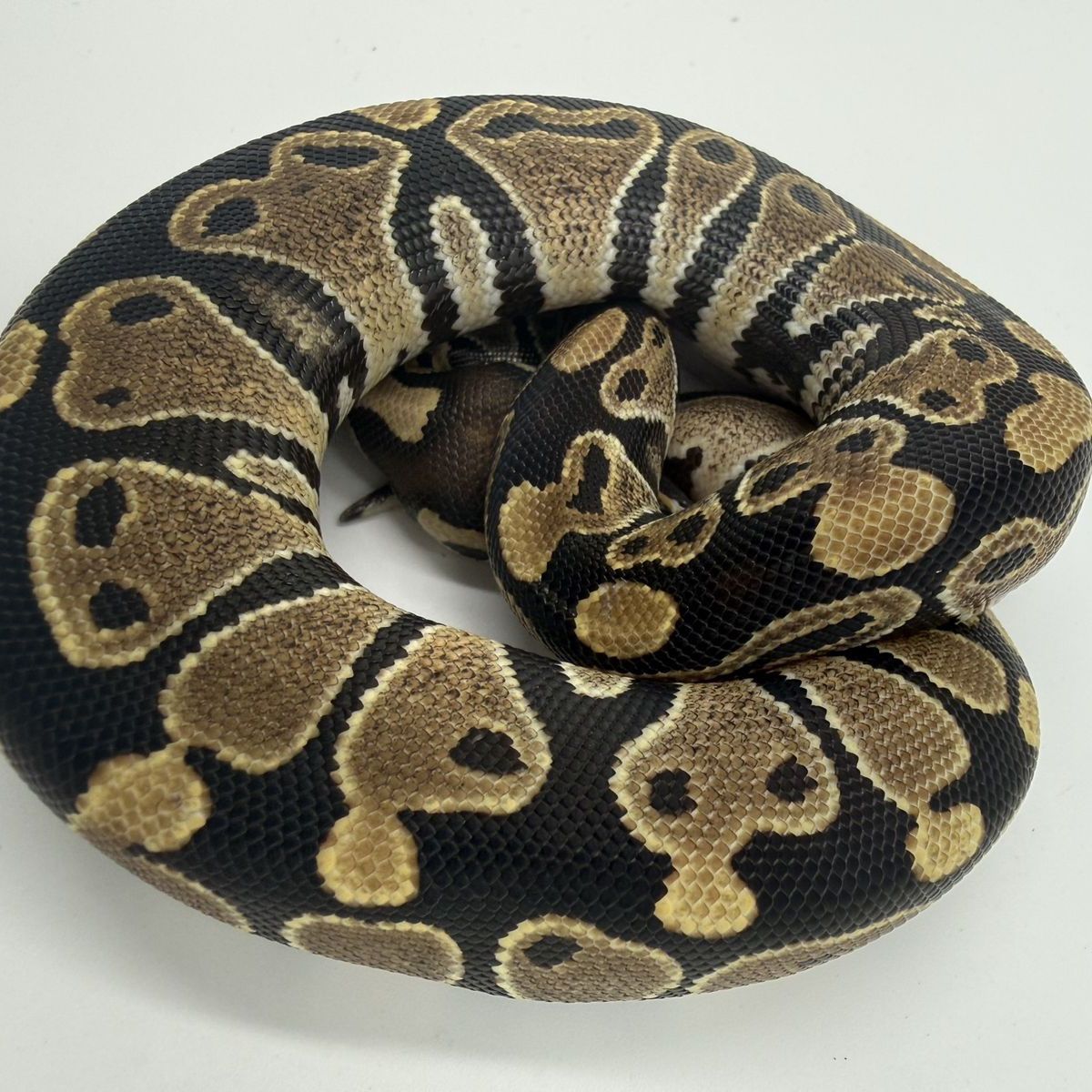 Female: Fire DH VPI Hypo (True Ghost)