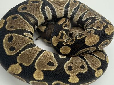 Female: Fire DH VPI Hypo (True Ghost)