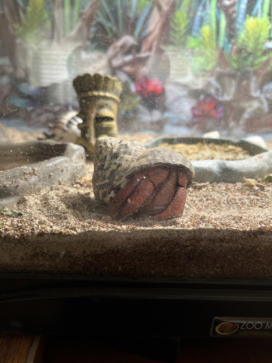Hermit crabs and set up