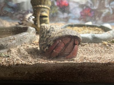 Hermit crabs and set up