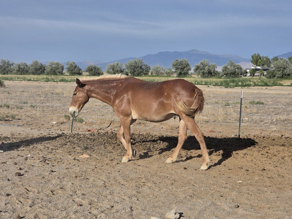13 year old John Mule