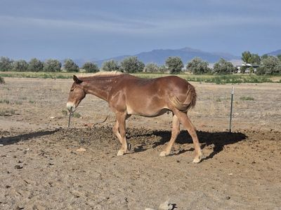 13 year old John Mule