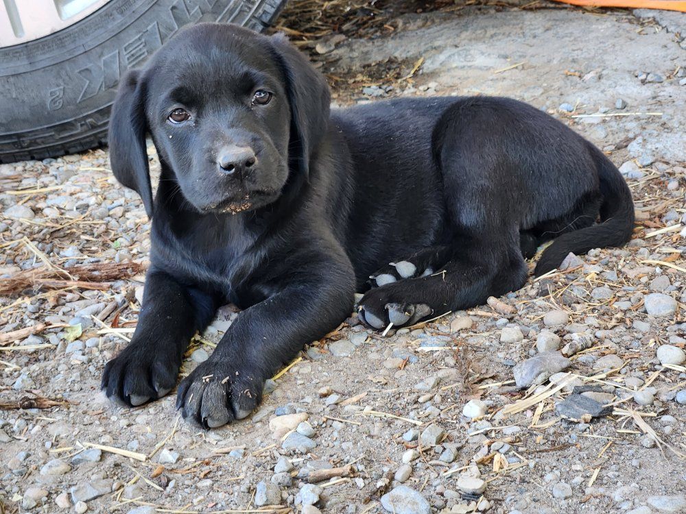 Lab Mix Puppies