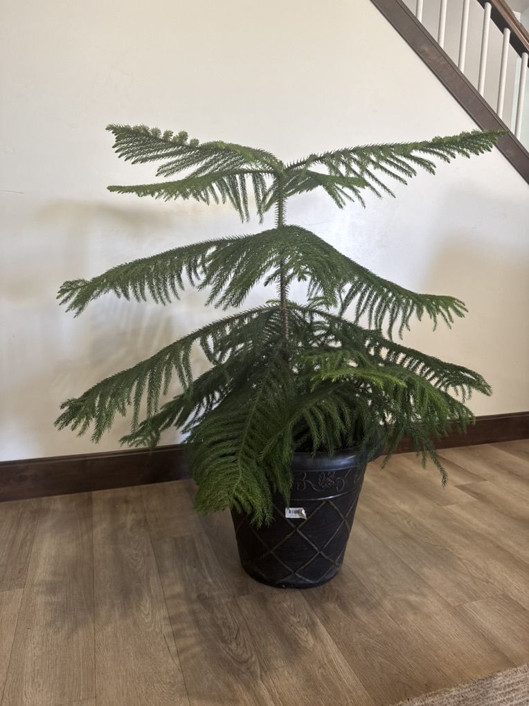 Beautiful Norfolk Island Pine House Plant