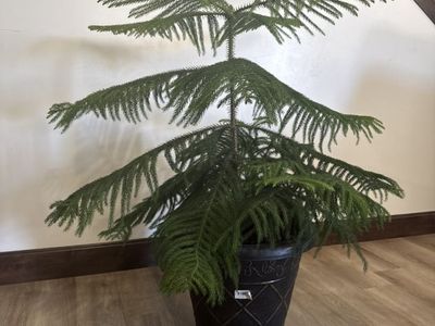 Beautiful Norfolk Island Pine House Plant