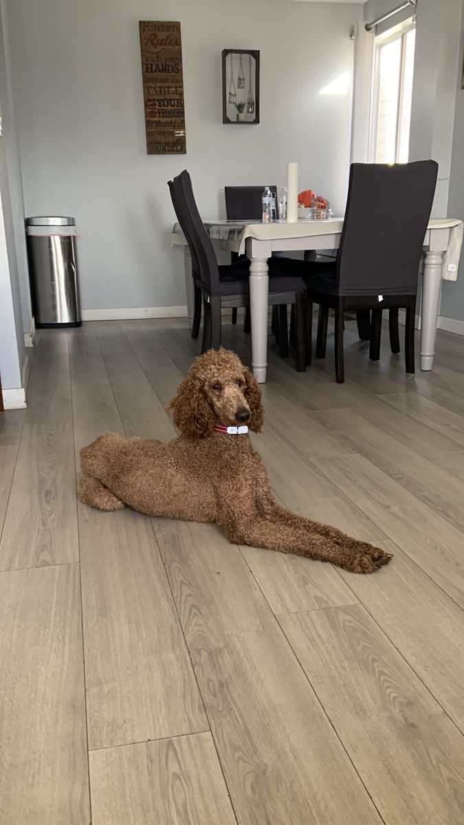 PUREBRED STANDARD POODLE FEMALE