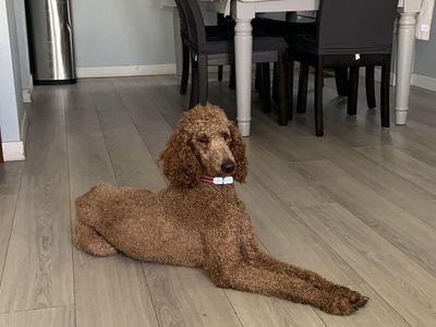 PUREBRED STANDARD POODLE FEMALE