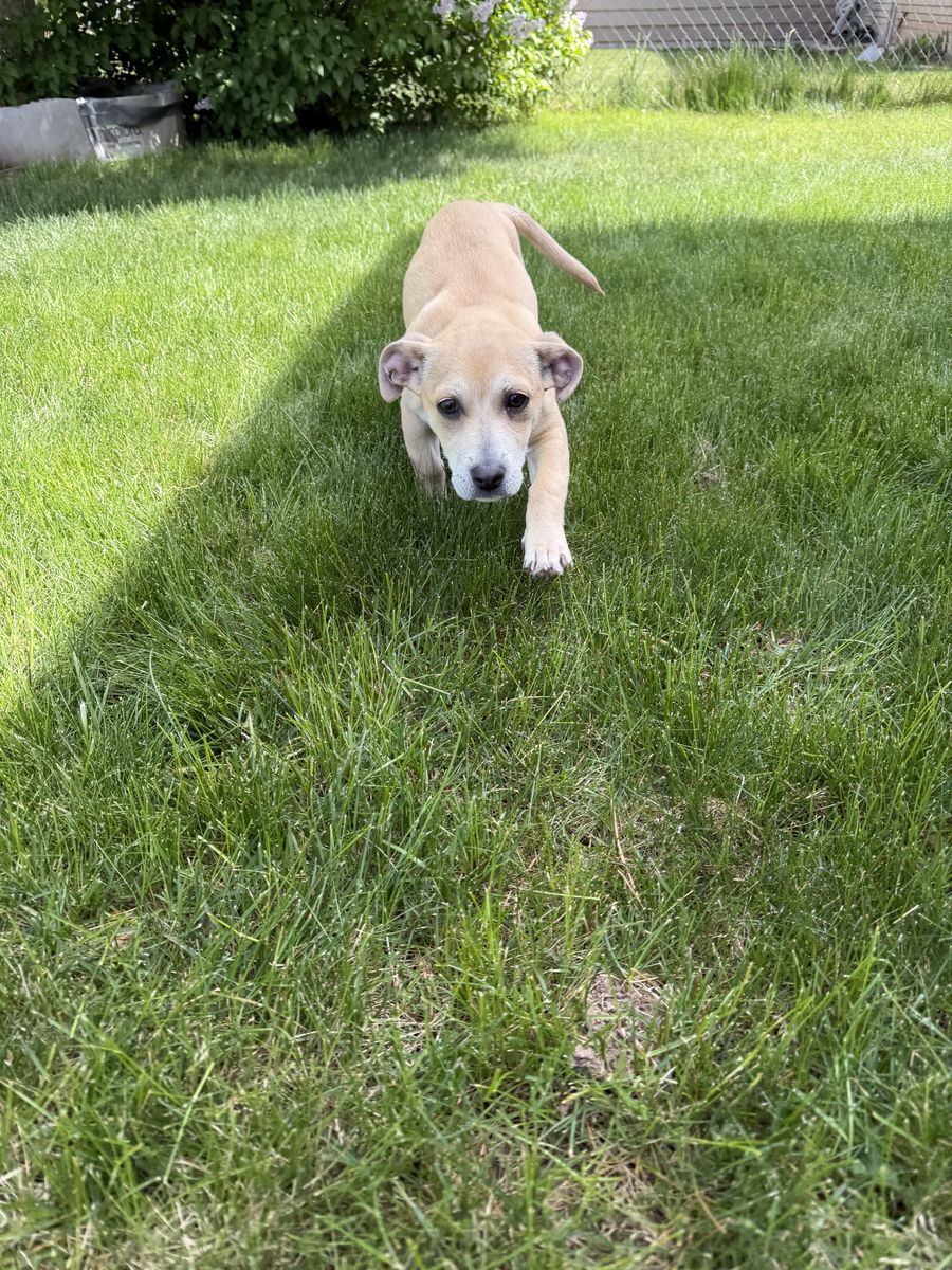 13 week Terrier Puppy - Rescue