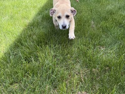 13 week Terrier Puppy - Rescue