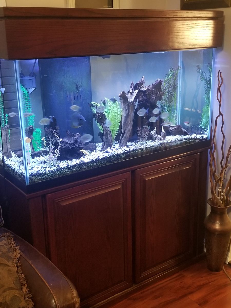 90 Gal Beautiful tank with hood