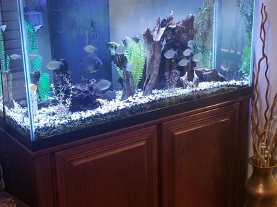 90 Gal Beautiful tank with hood