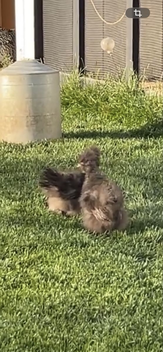 Pair of Fluffy Silkie Bantam roosters