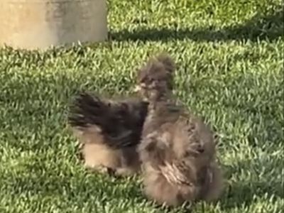 Pair of Fluffy Silkie Bantam roosters