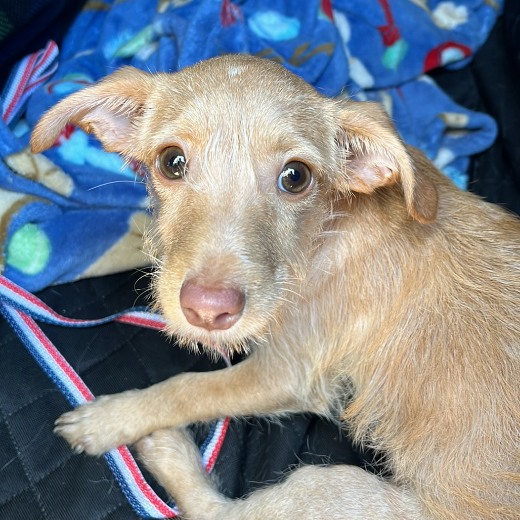 Hello my name is The House Elf