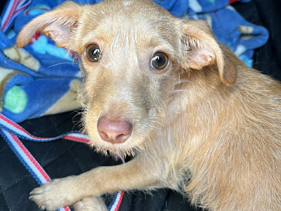 Hello my name is The House Elf