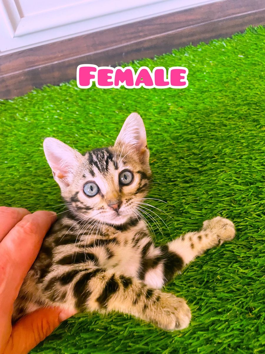 Purebred Bengal kitten ready to go home