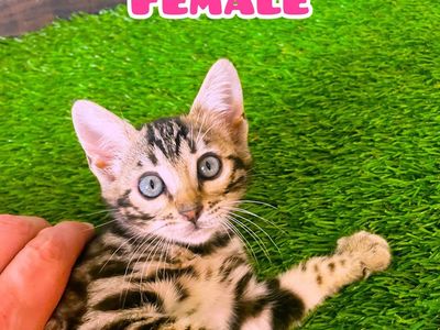 Purebred Bengal kitten ready to go home