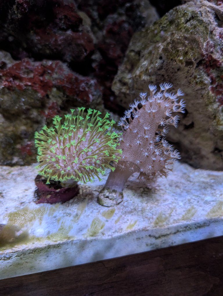 Neon green toadstool and devil's hand coral