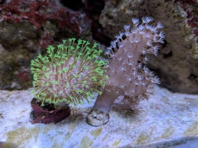 Neon green toadstool and devil's hand coral