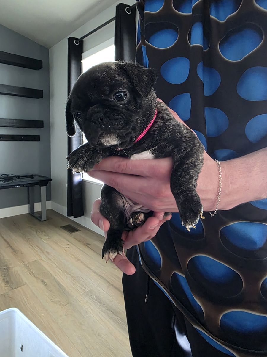 Pug puppies