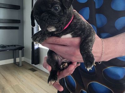 Pug puppies