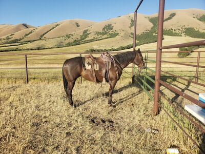 2016 Quarter Horse Mare