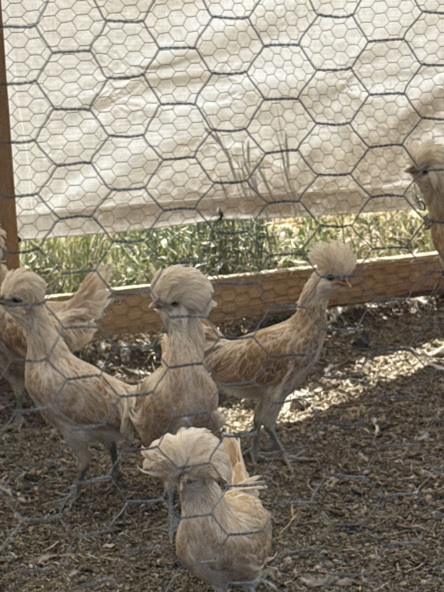 Buff Laced Bearded Polish Hens