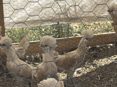 Buff Laced Bearded Polish Hens