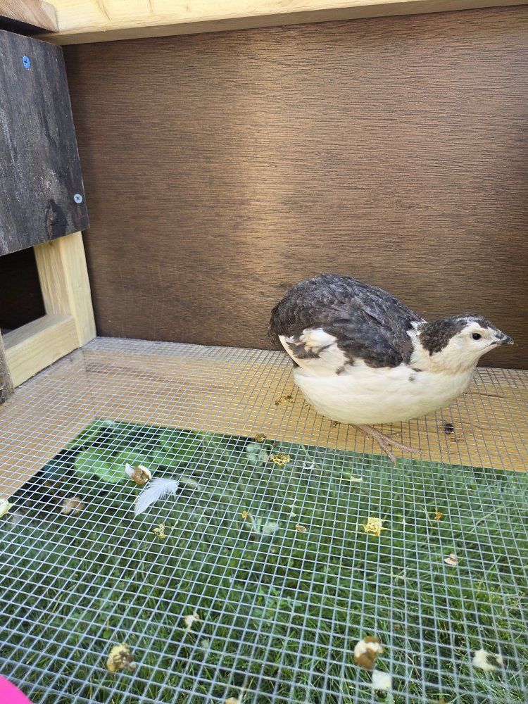FREE. Japanese Quail. Corturnix Male Quail. Tuxedo Celadon