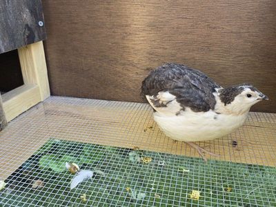FREE. Japanese Quail. Corturnix Male Quail. Tuxedo Celadon