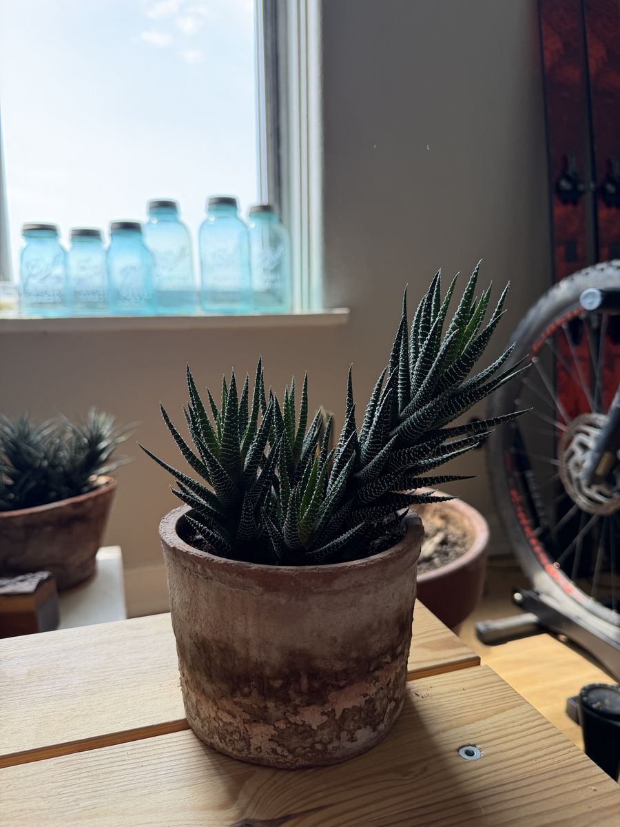 Houseplant-Haworthia