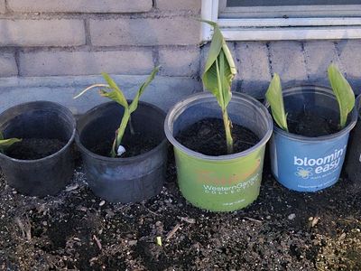 Canna lily annuals red