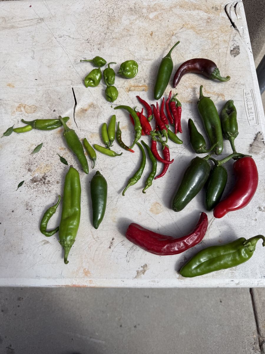 Fresh Homegrown Mixed Peppers Assortment - Jalapenos, Cayenne, Ghost, Sorrento