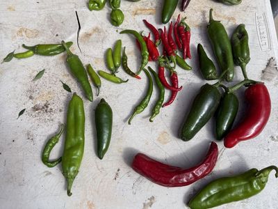 Fresh Homegrown Mixed Peppers Assortment - Jalapenos, Cayenne, Ghost, Sorrento