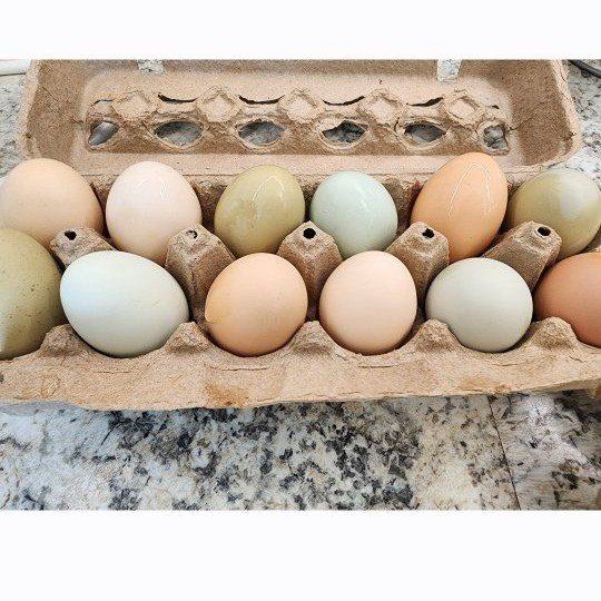 Fresh Farm Raised Eggs - Multi-Color Dozen