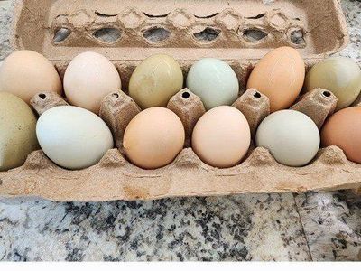 Fresh Farm Raised Eggs - Multi-Color Dozen
