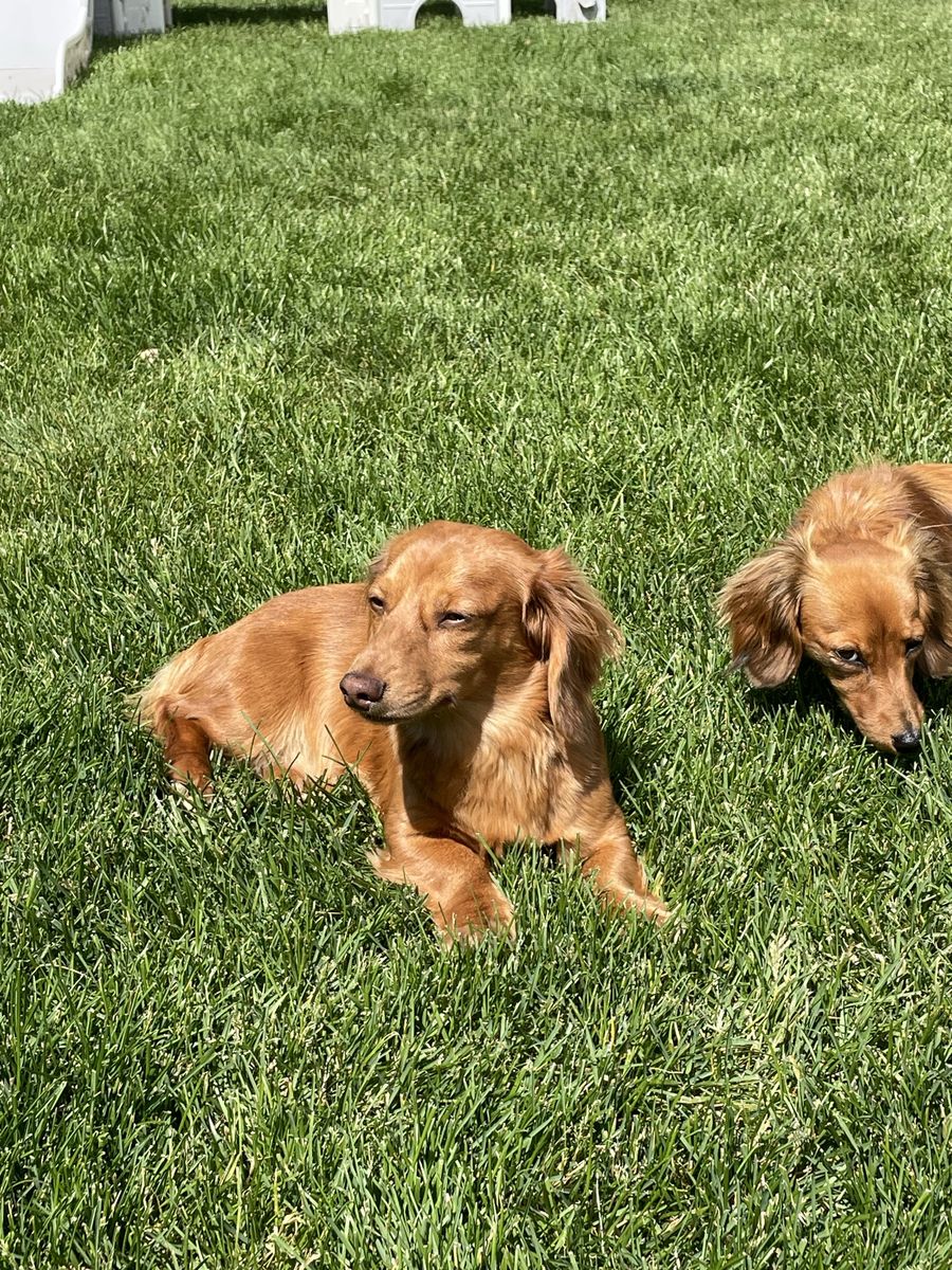 AKC Dachshund Stud