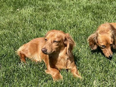 AKC Dachshund Stud