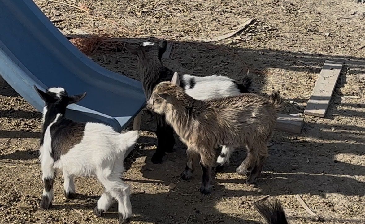 Blue Eyed  Nigerian Dwarf kids