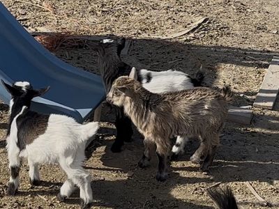 Blue Eyed Nigerian Dwarf kids
