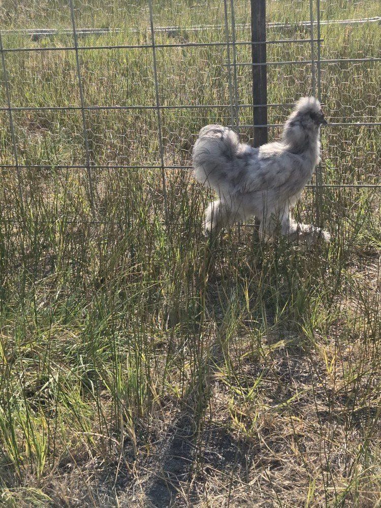 silkie rooster free